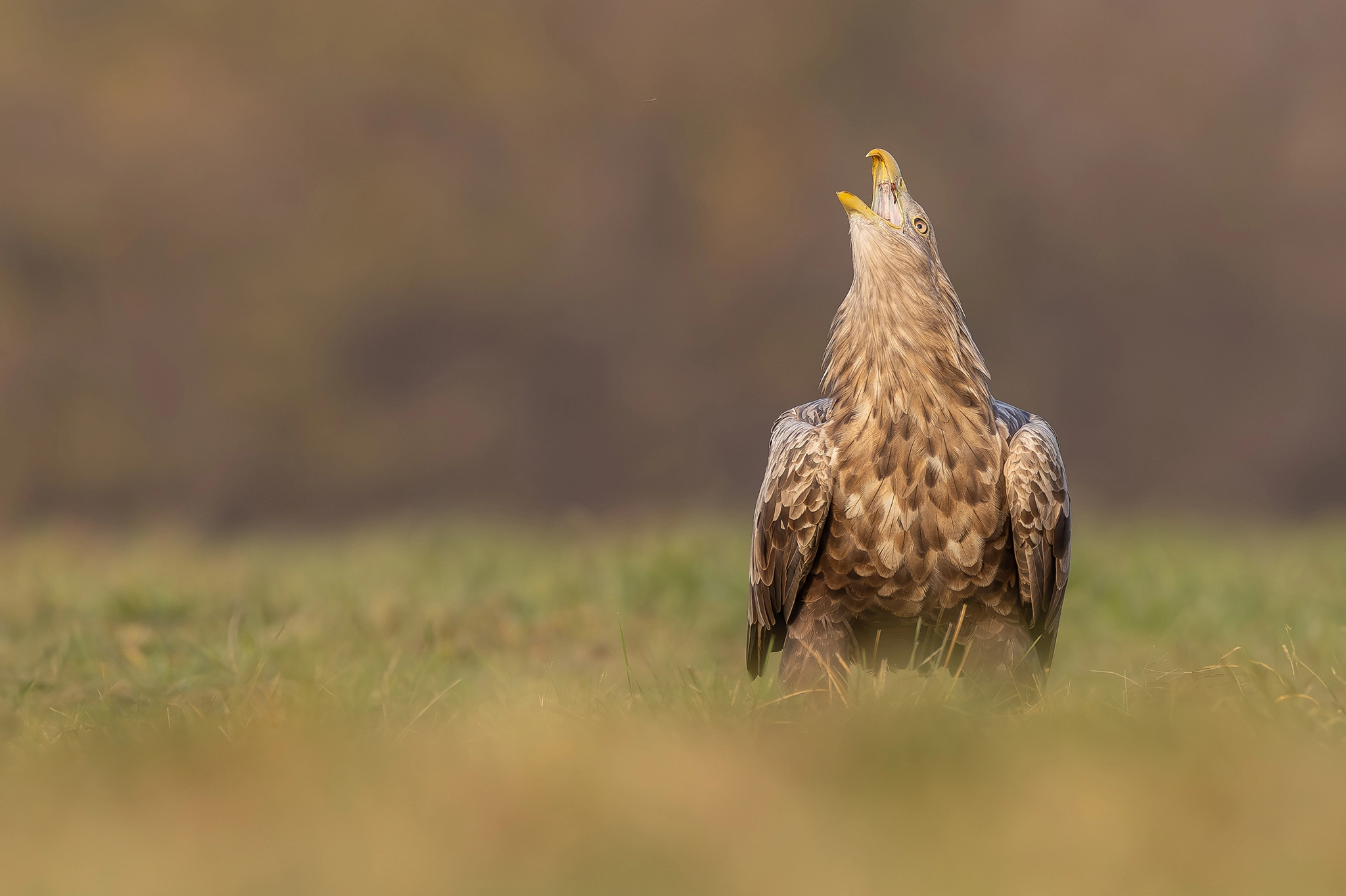 White-tailed Eagle Expedition gallery image 8